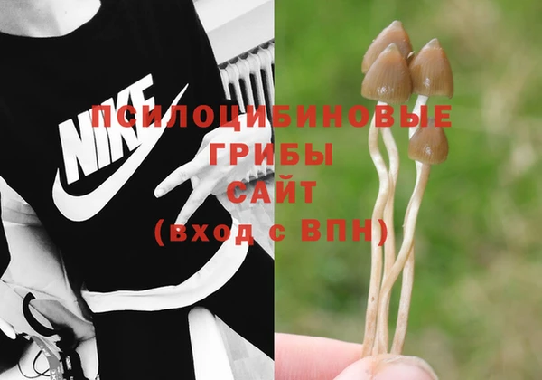 PSILOCYBIN Сафоново
